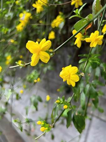 IMG_256 IMG_256